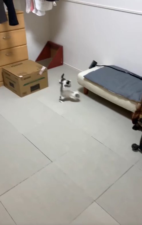 段ボールと白い椅子の中間を走っている2匹の子猫