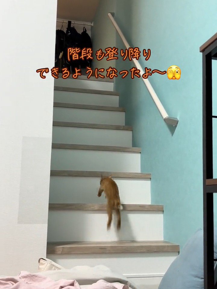 階段を上る子猫