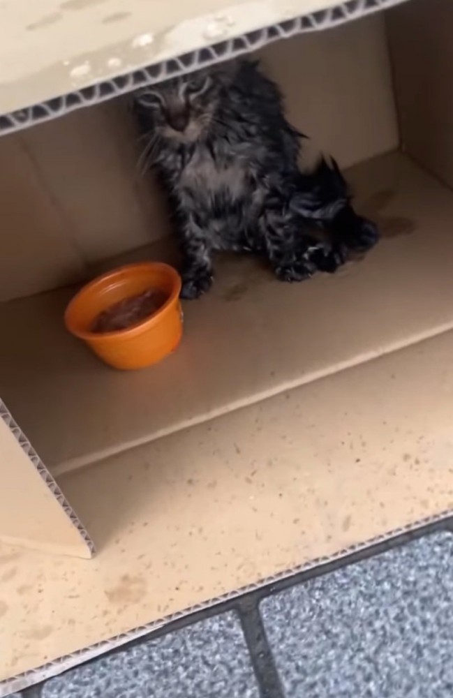 段ボールの中に子猫