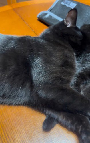 リラックスして寝る黒猫