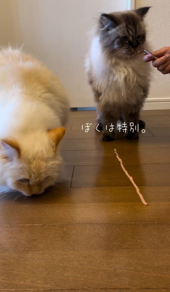 床を嗅ぐ白猫、飼い主さんからおやつをもらう黒っぽい猫