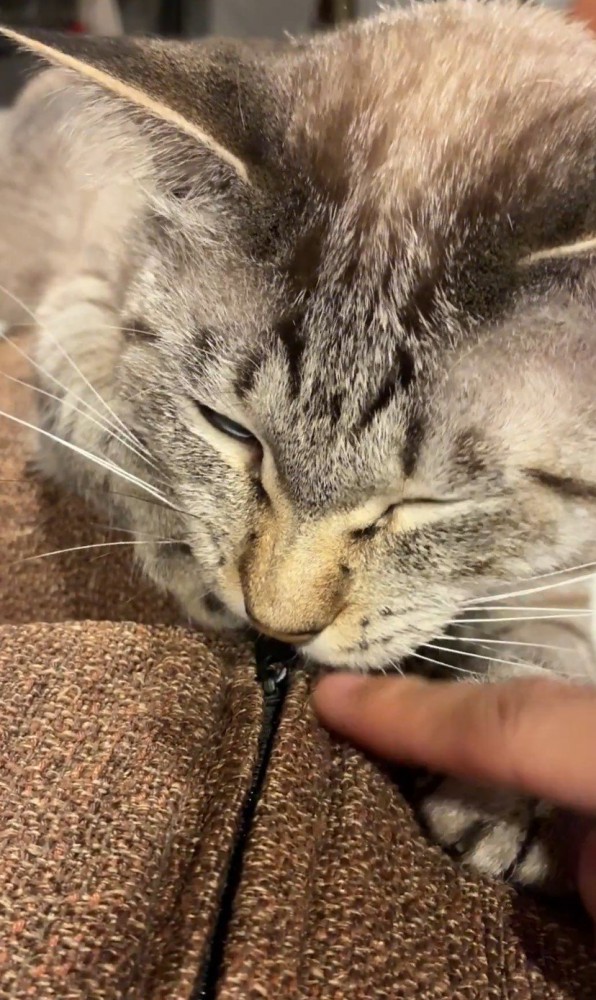 指を噛む猫