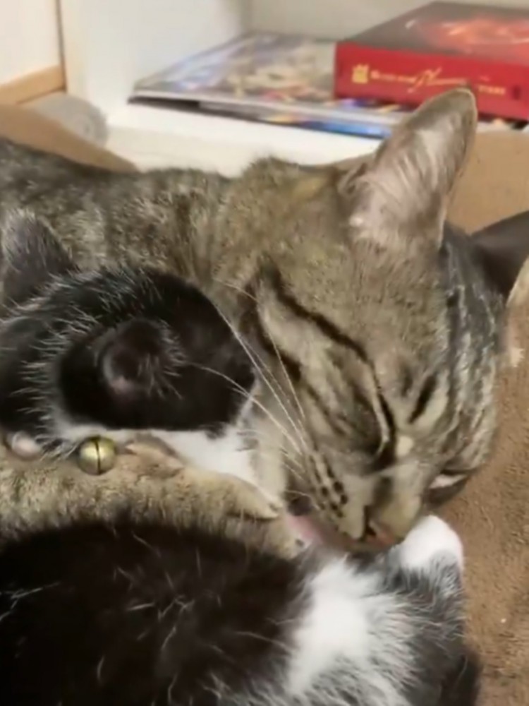 子猫を毛づくろいする猫