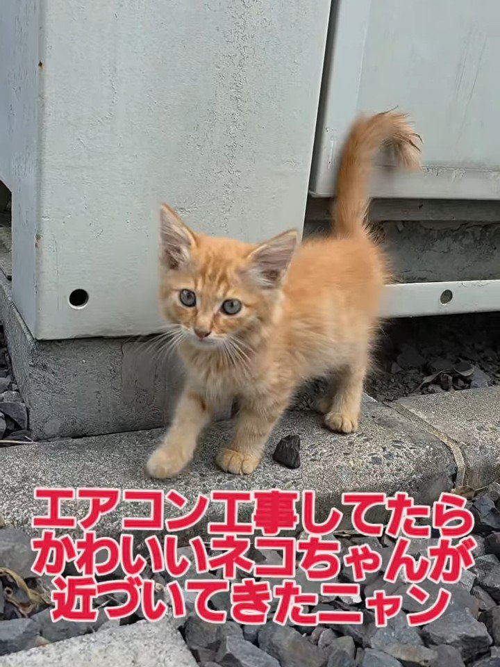 外で立っている猫