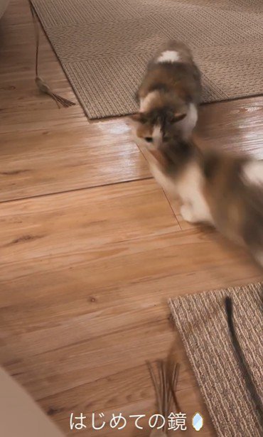 鏡に攻撃をしている子猫