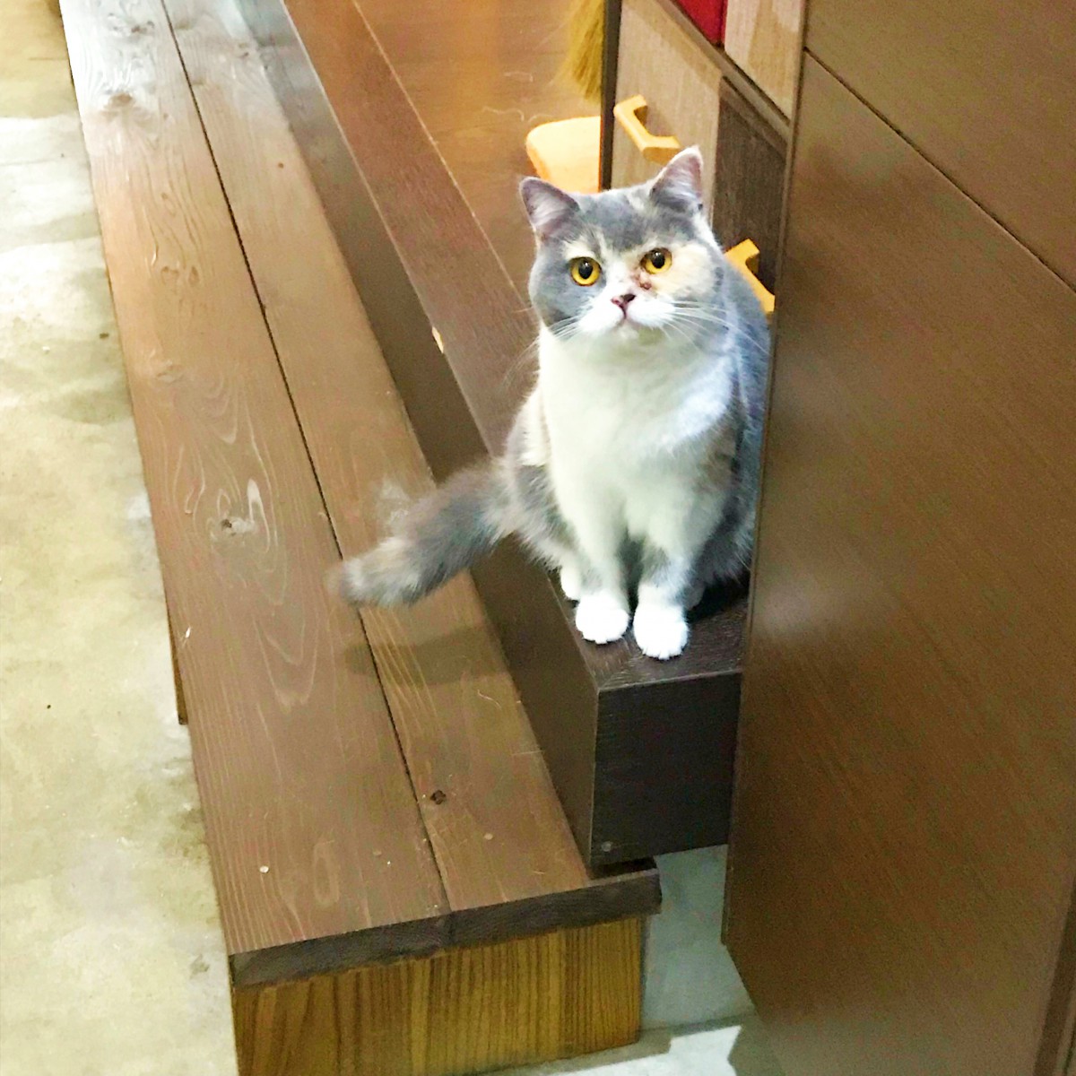 気まぐれなだけじゃない！ココが可愛い猫の魅力７選