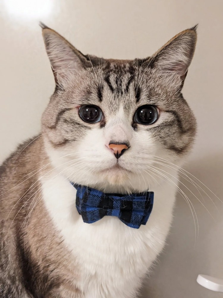 蝶ネクタイをつけた猫