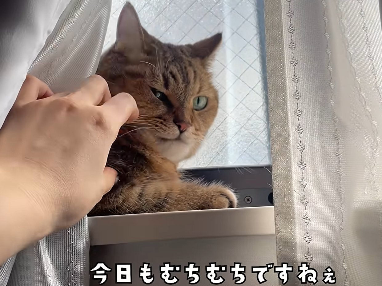 窓の桟で寛ぐ猫（今日もむちむちですねぇ）