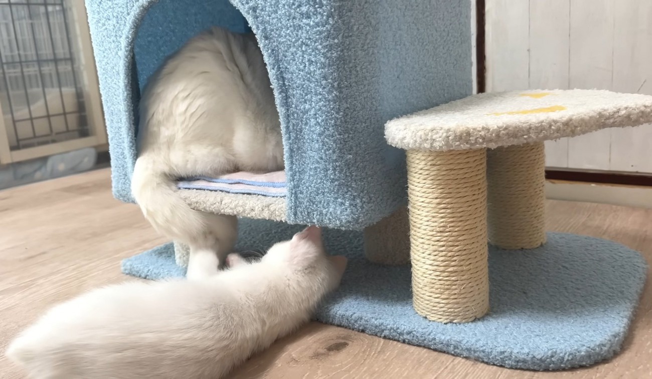 成猫のしっぽで遊ぶ子猫