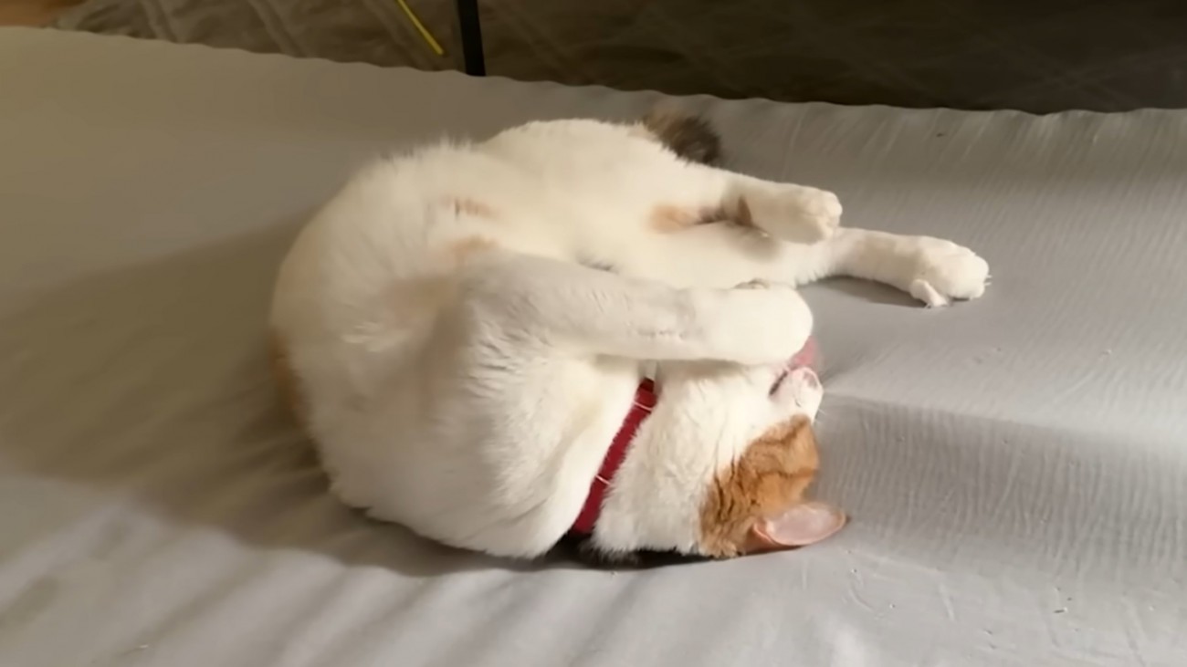 丸まって引っかかっている爪を舐める猫