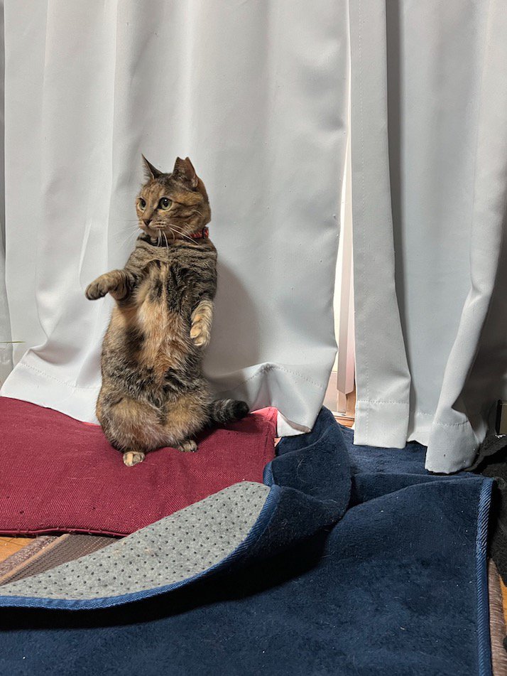 カーテンの前で後ろ足で立ち上がる猫