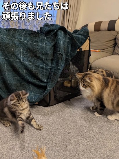 子猫を見守る先住猫