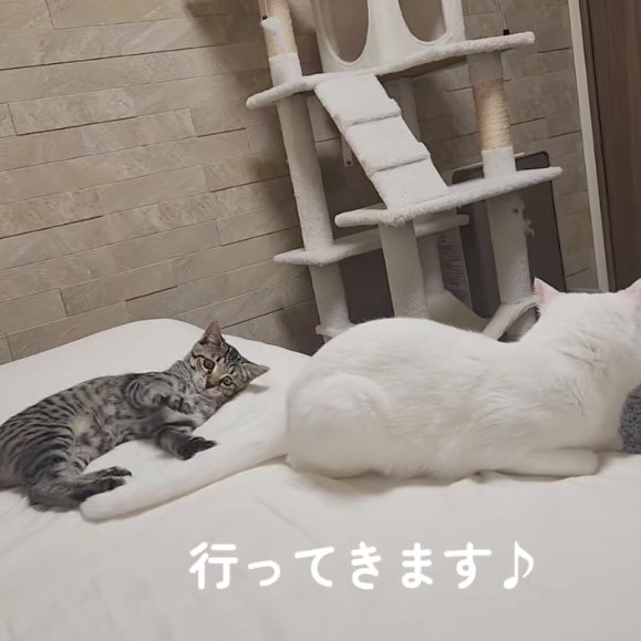 仲良しな猫