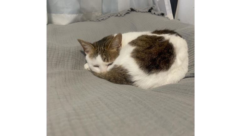 ベッドで寝ている猫