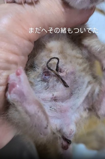 仰向けの子猫のお腹