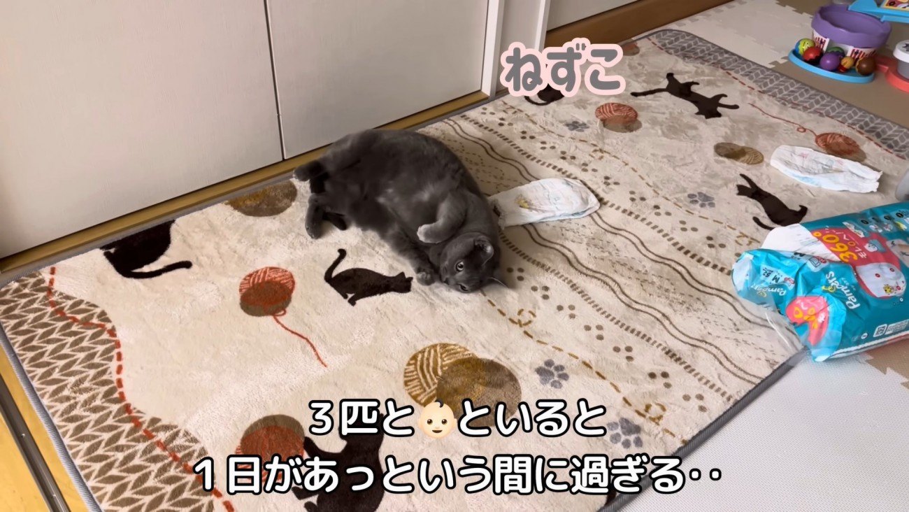 テロップ（下）「三匹と～」