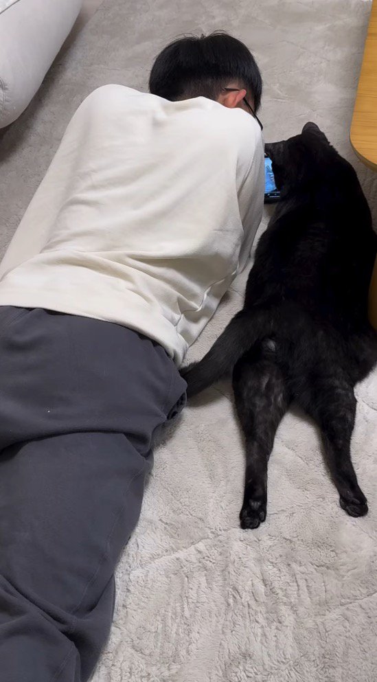 カーペットに寝転がる猫と男の子の後ろ姿