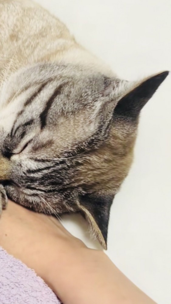 ママの手を掴んで寝たふりをするシャムミックス