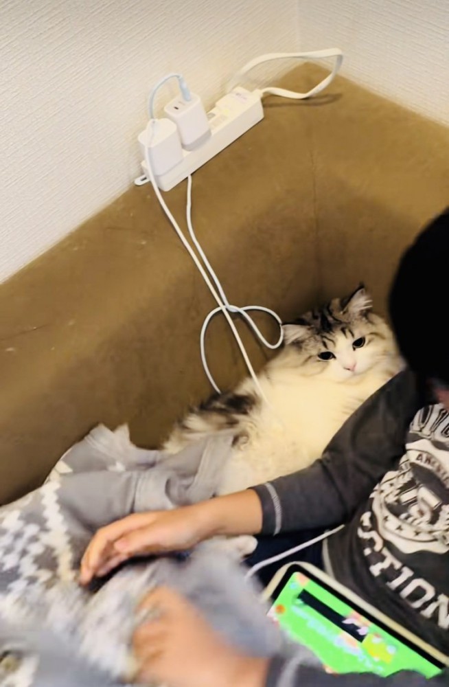 お兄ちゃんに謝られるマンチカン