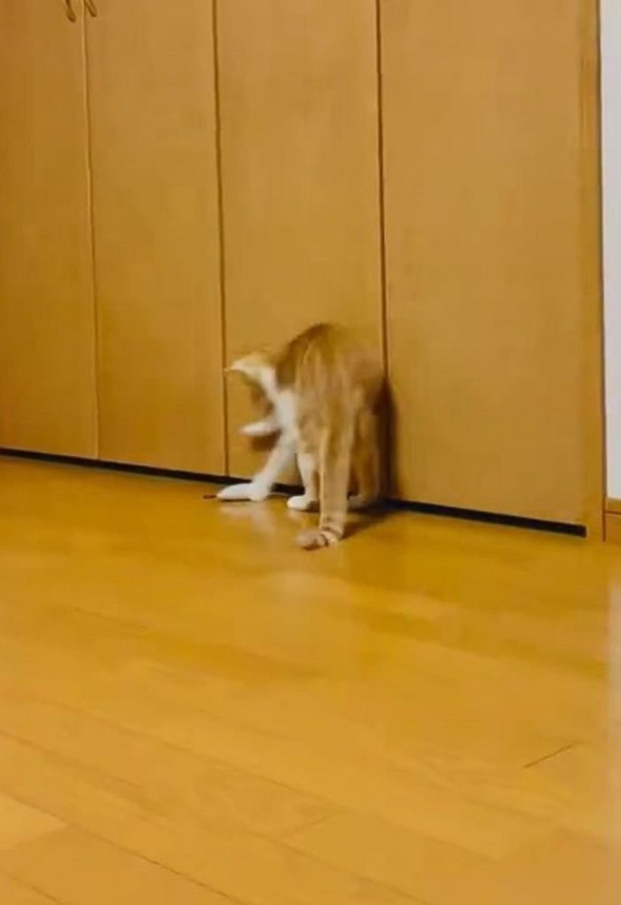 おもちゃを拾う猫