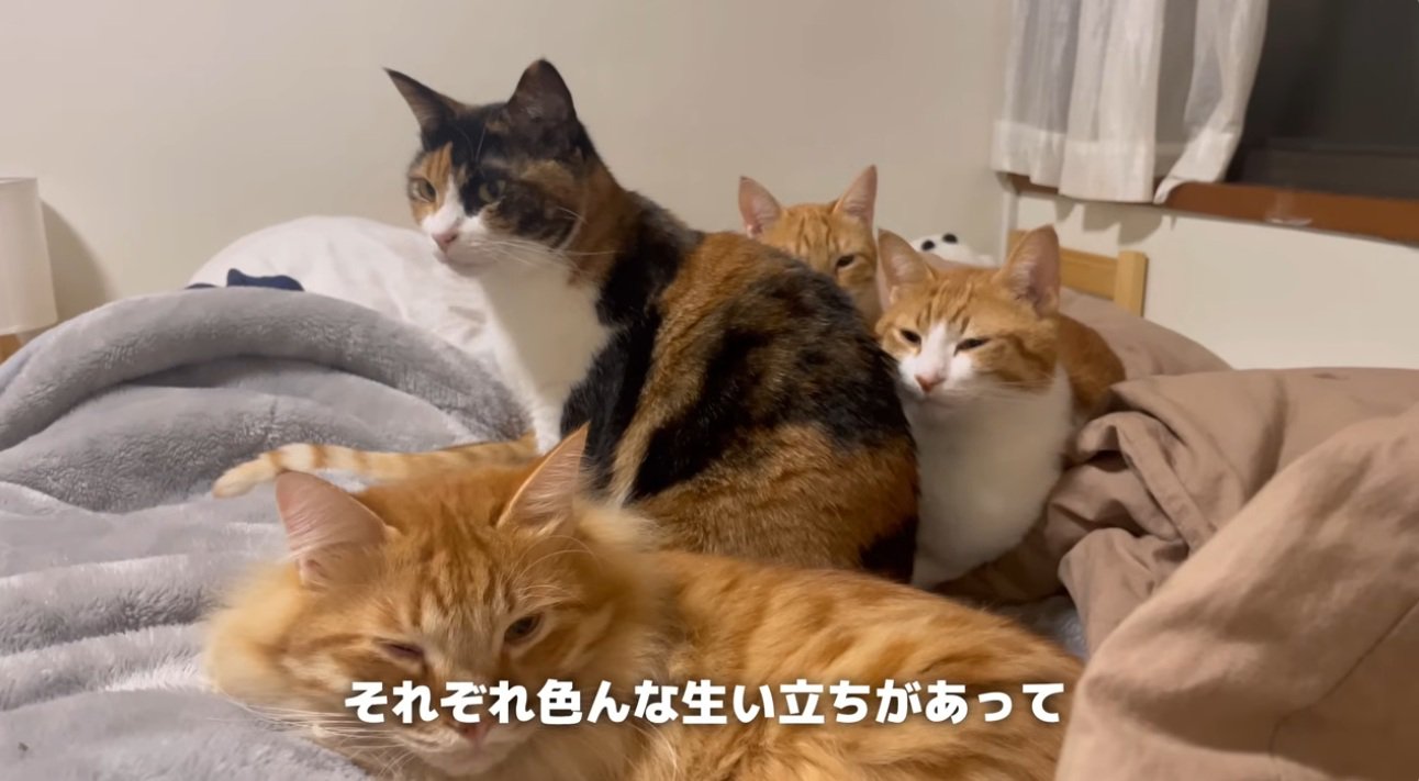 固まって座っている猫達