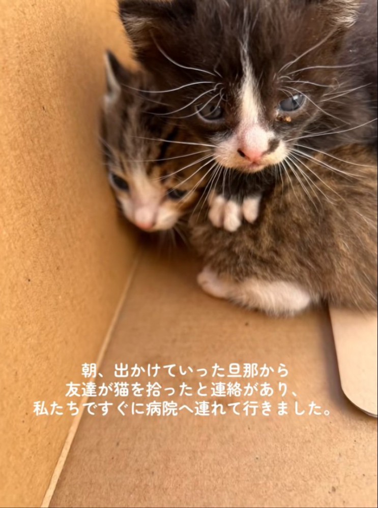 重なる赤ちゃん猫
