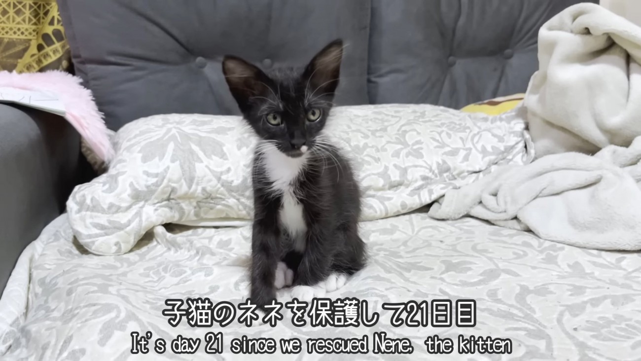 座る子猫