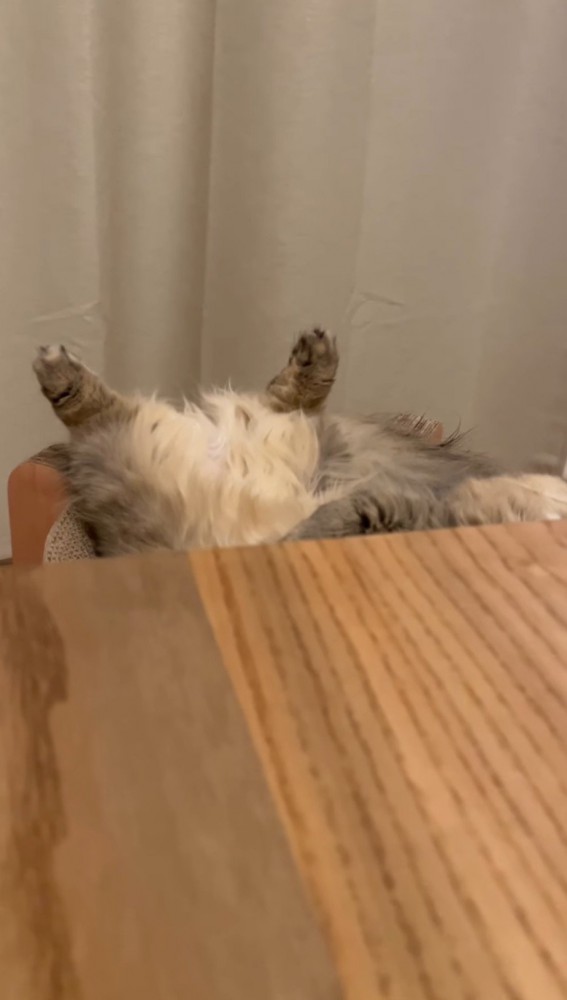 猫に近づいていく飼い主