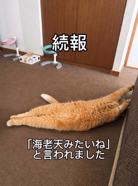 お腹を出して床の上に寝転がっている猫