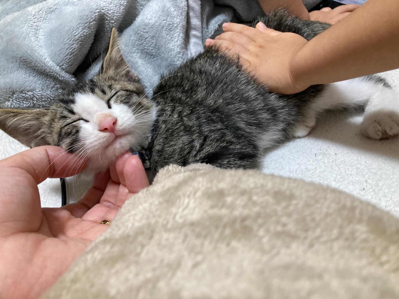 なでられている子猫
