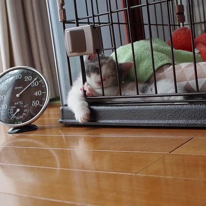 ケージから前足を出して寄りかかって寝る子猫