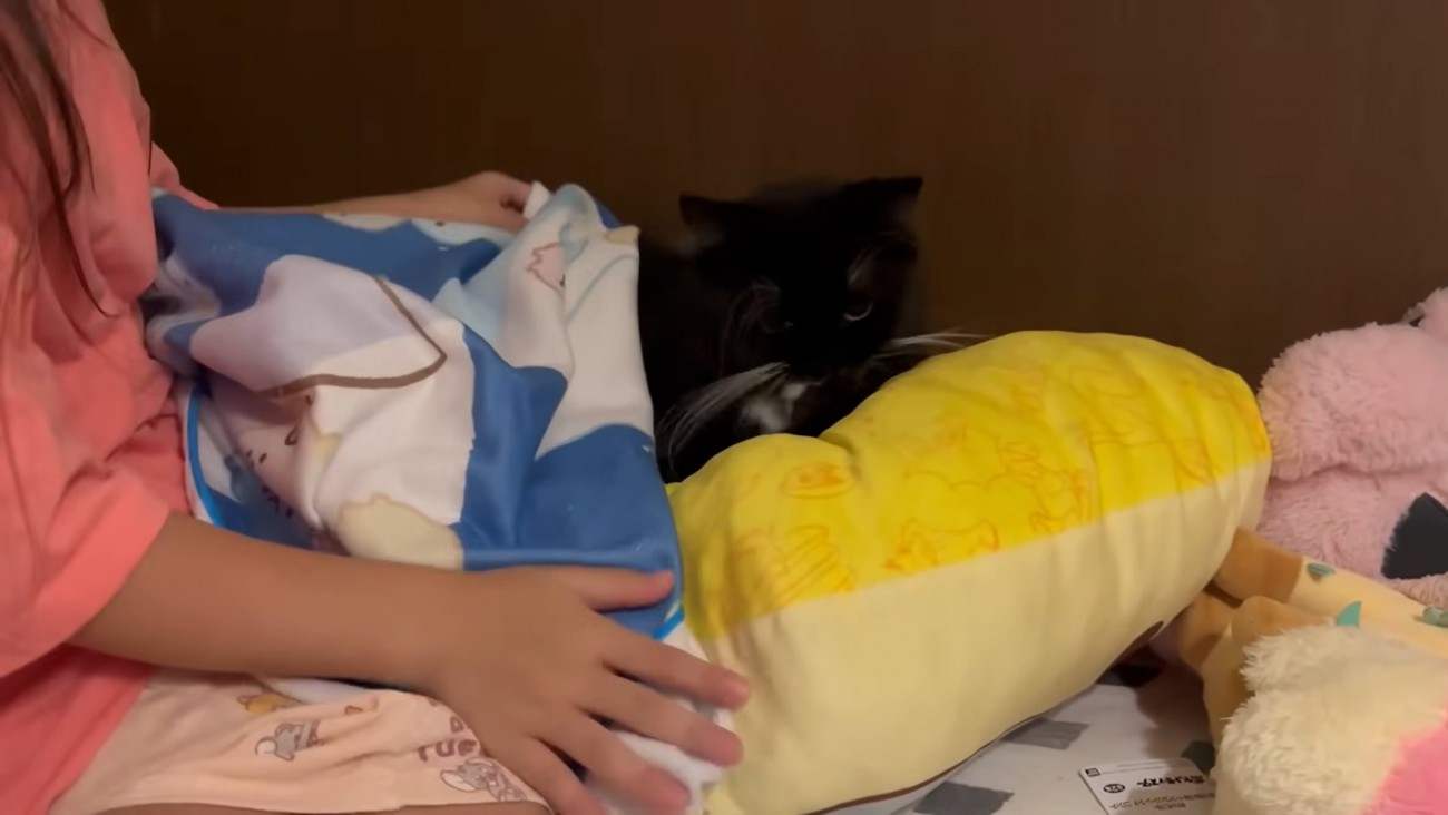 クッションに乗った猫ちゃんに毛布をかけるお姉ちゃん