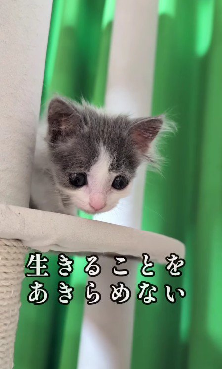 キャットタワーにいる子猫