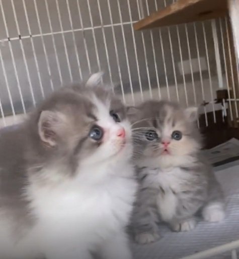 ケージの中にいる2匹のミヌエットの子猫