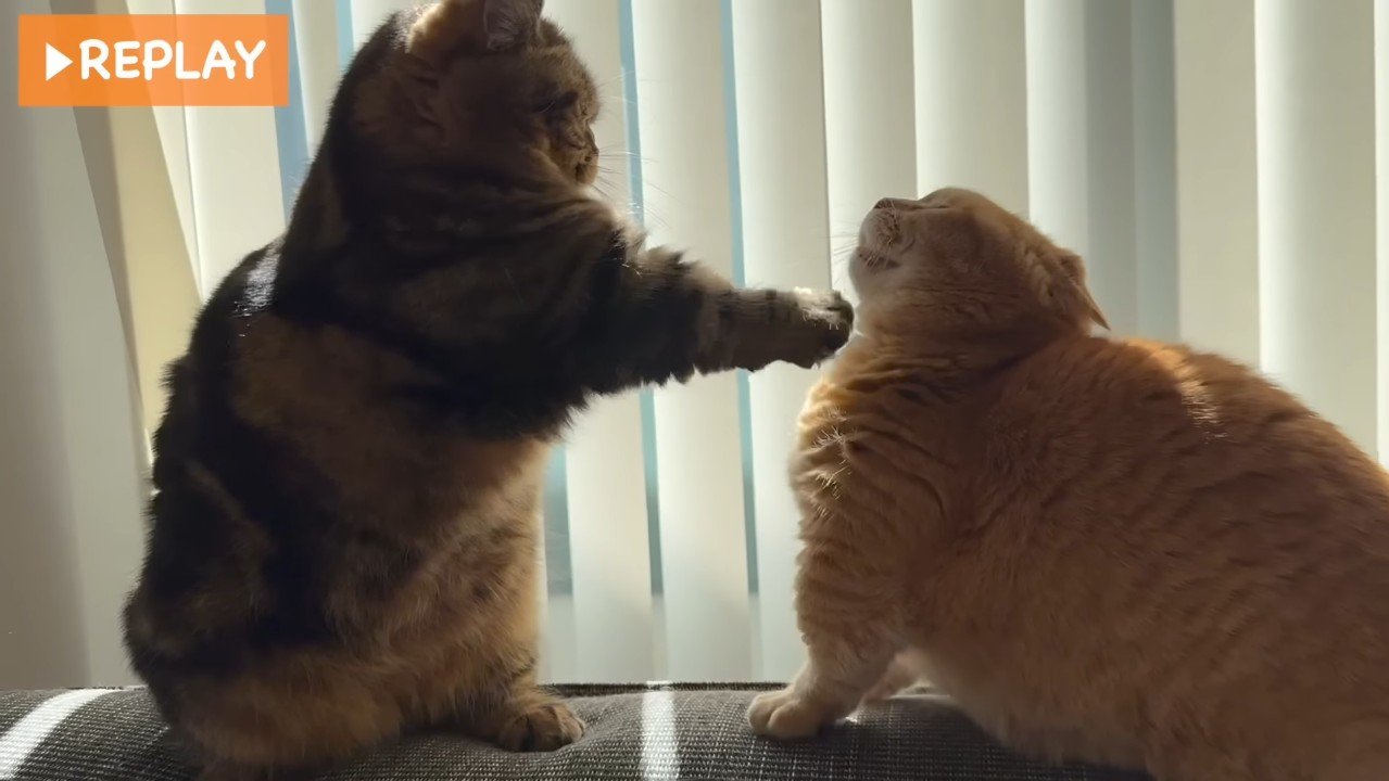 前足を伸ばすメルくん