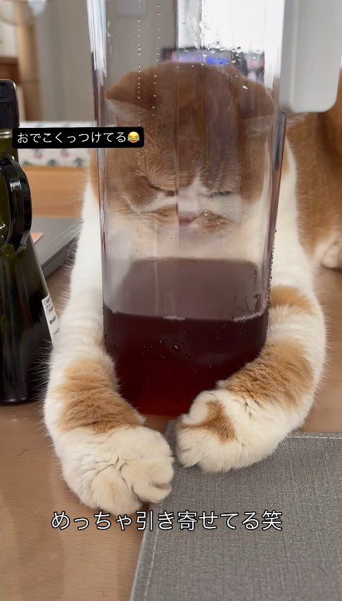 ピッチャーを引き寄せる猫