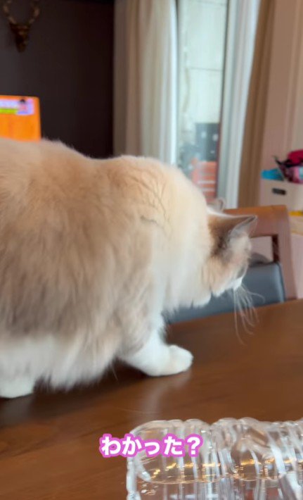 テーブルの上の猫