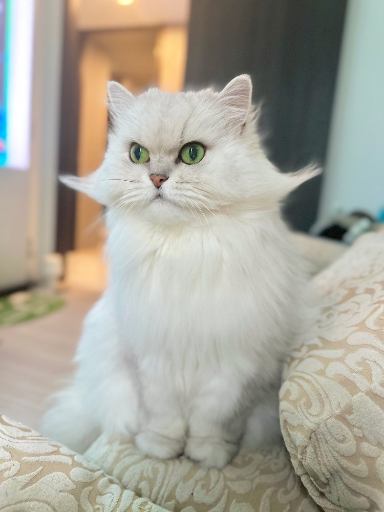 伯爵みたいな猫