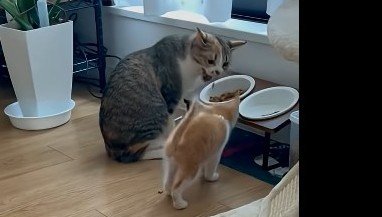 シャーのアップ