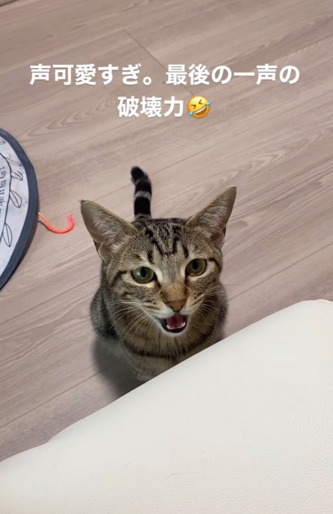 返事をする猫