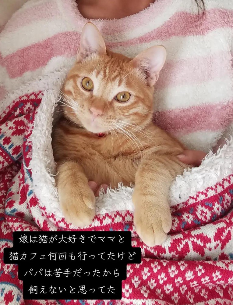 毛布に包まる猫
