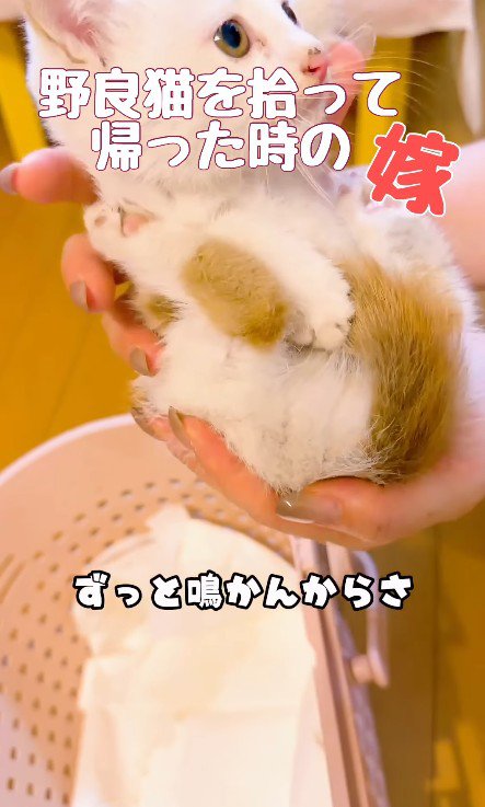 抱っこされる子猫