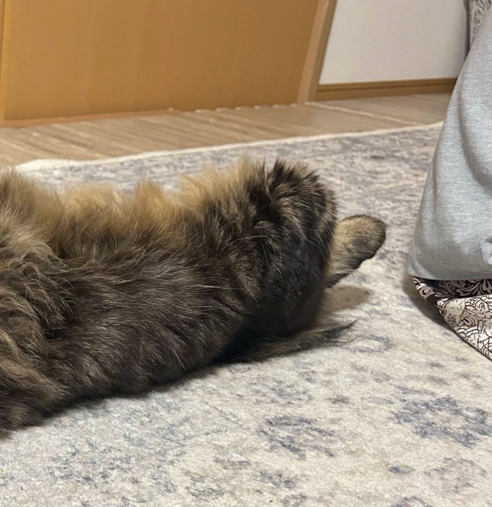 猫の足元
