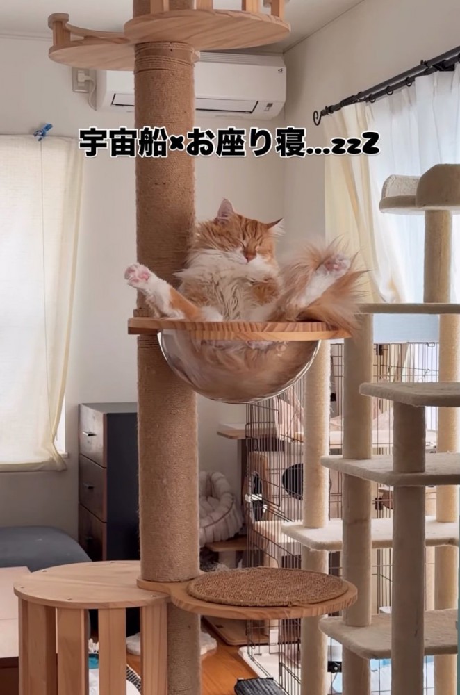 ボウルで眠る猫2