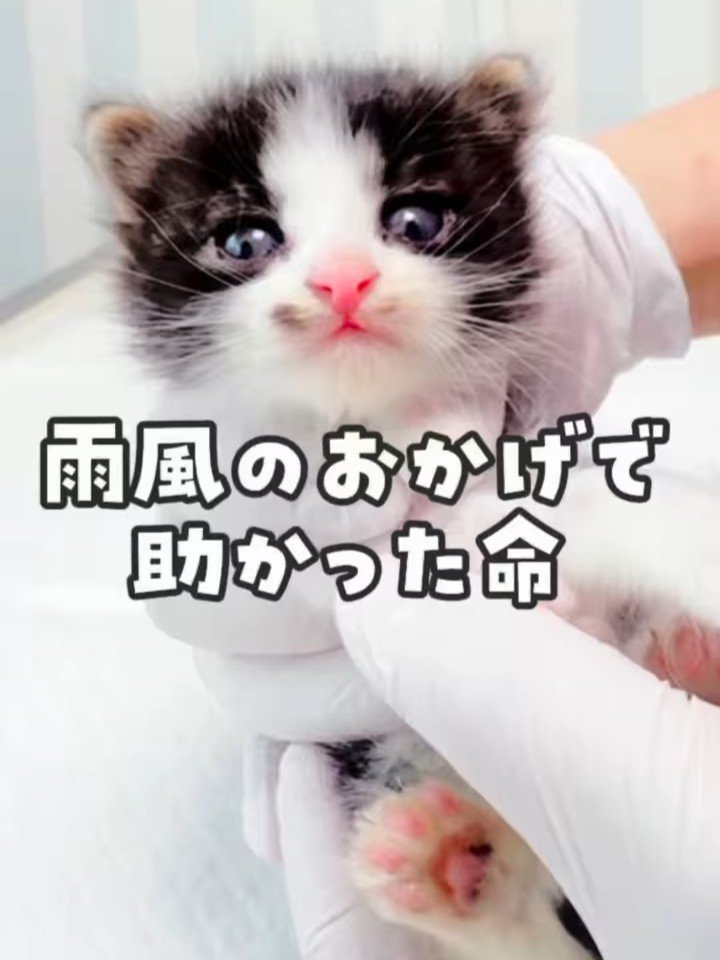 手で持たれる子猫