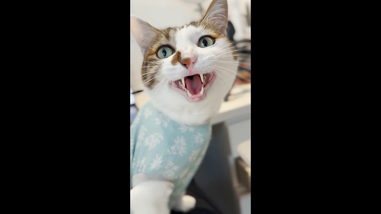 エースくんのアップ