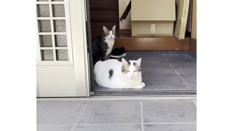 玄関にいる猫