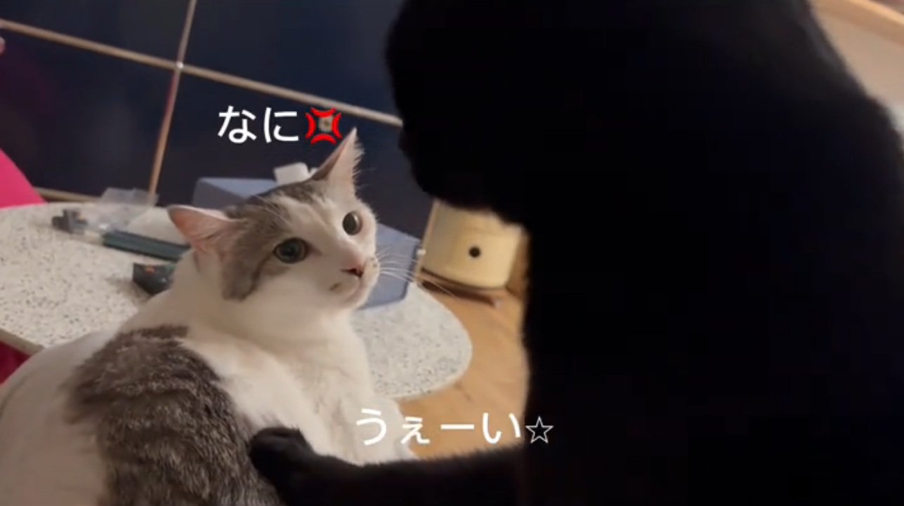 構ってほしい猫