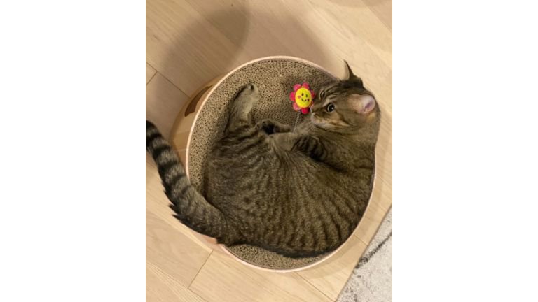 室内にいる猫
