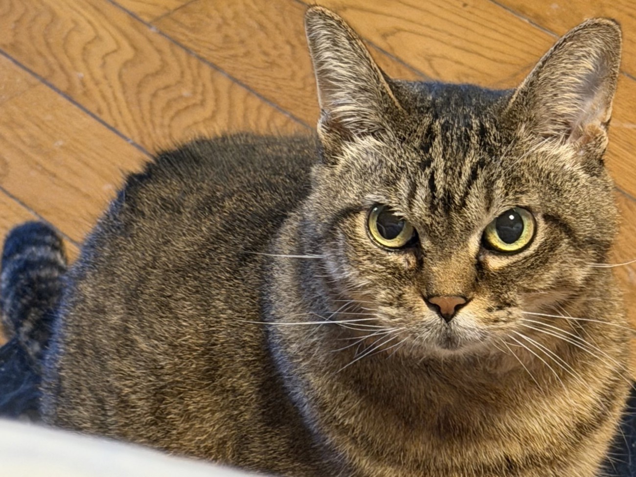 上目遣いで飼い主を見上げる猫